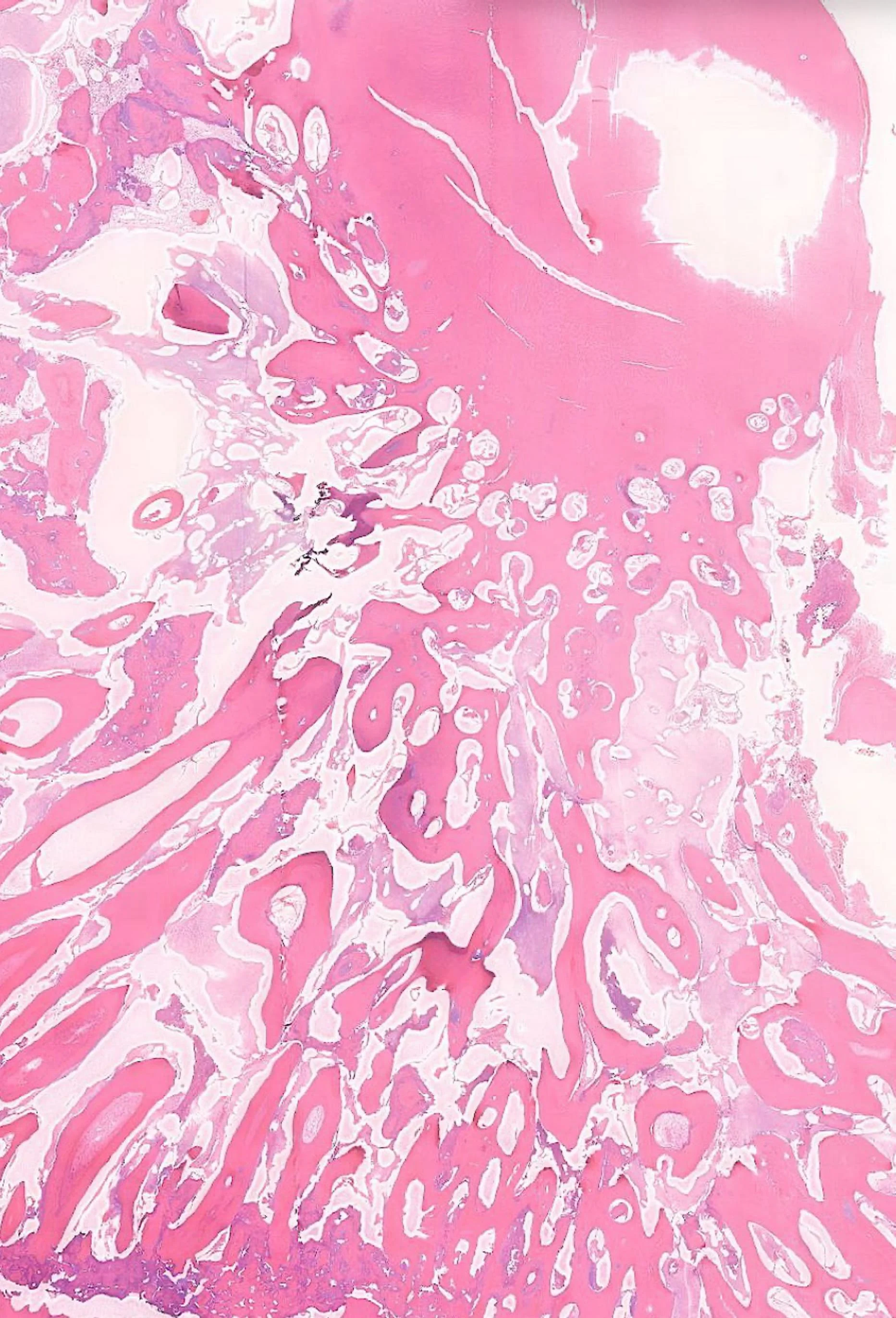 牙三 黃炳旗 泉 第二名