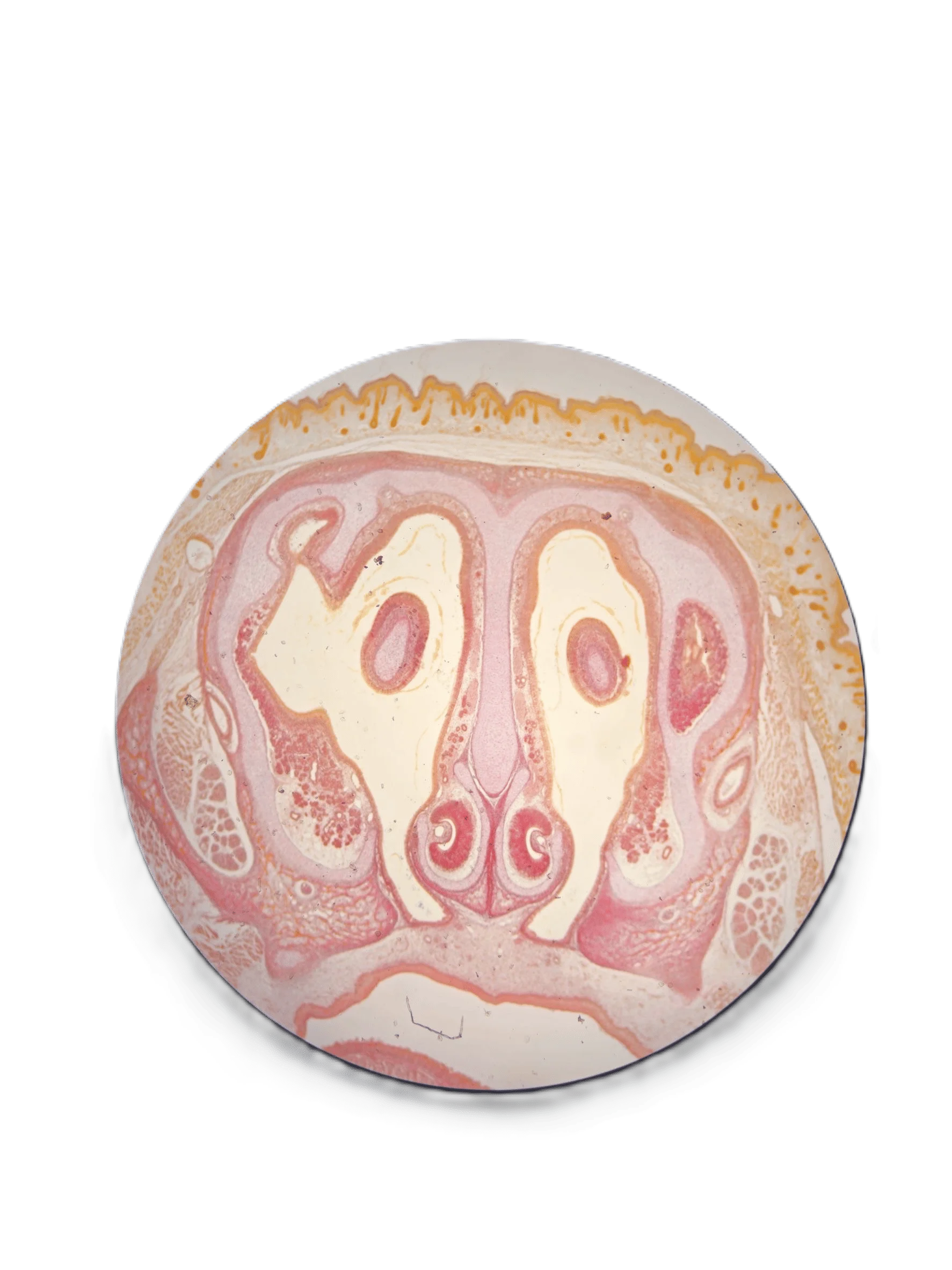 牙二 戴著安全帽的呆呆牛 第二名