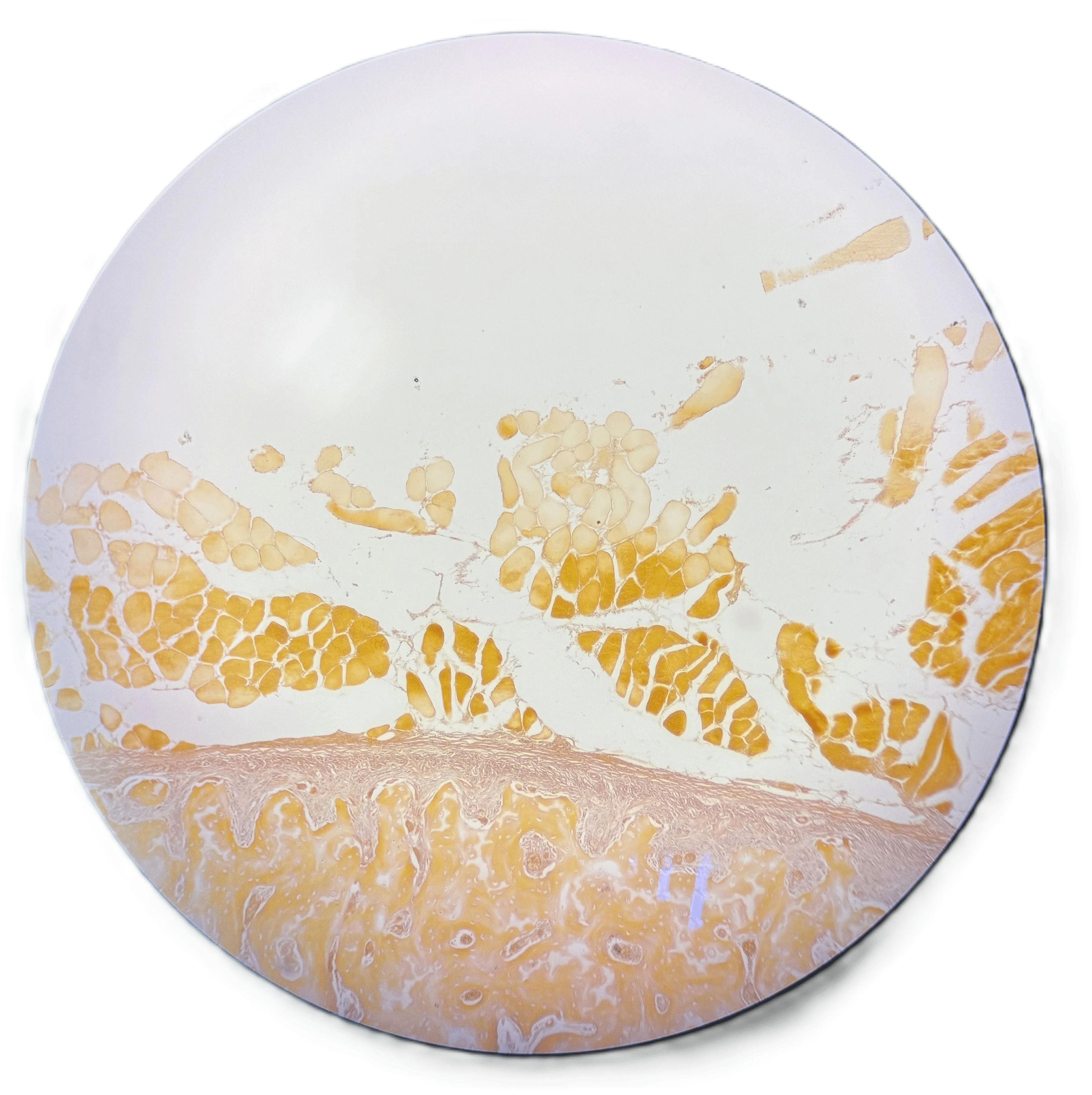 牙二 陳政郁 潮光殘夢 第一名