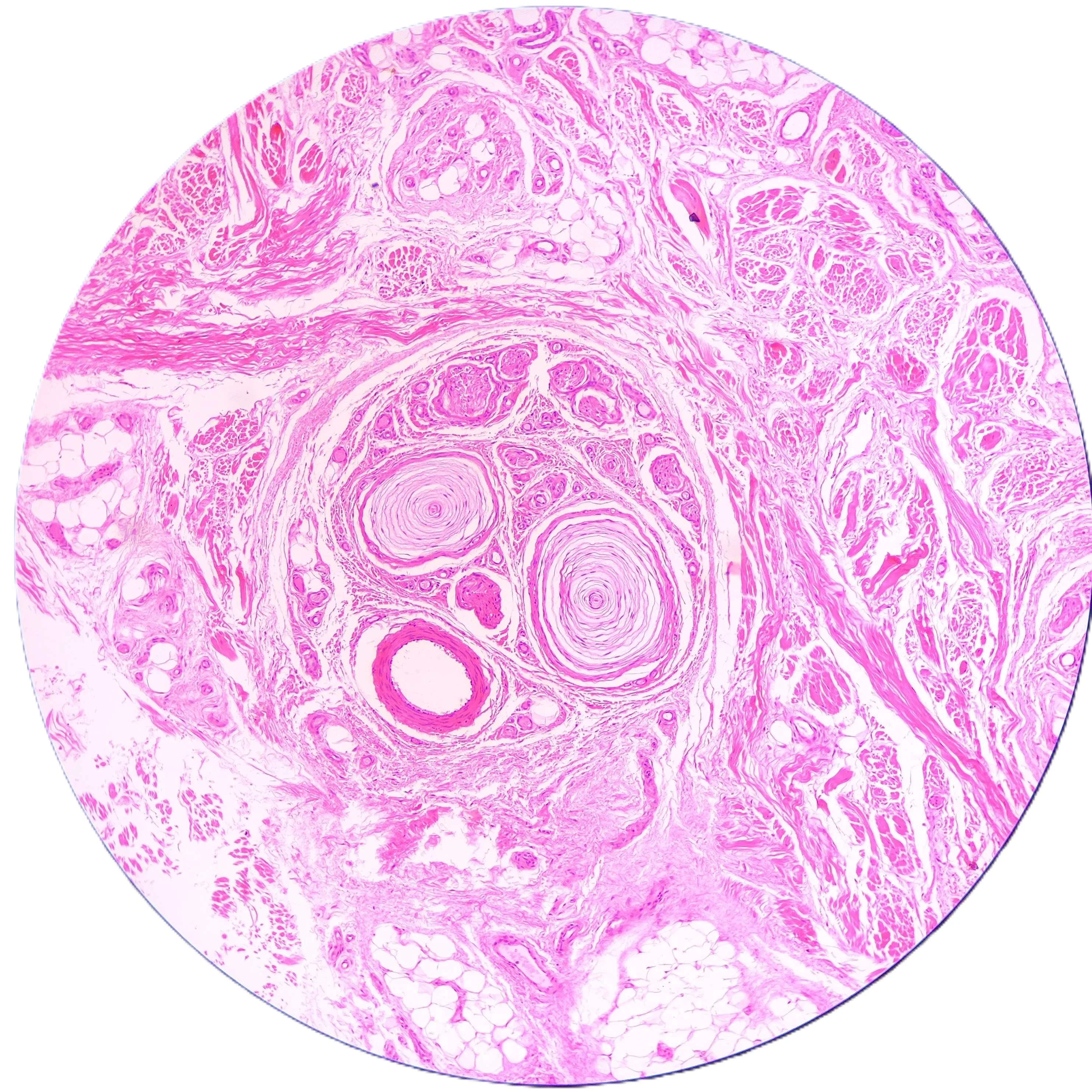 醫二 組織的吶喊 第一名